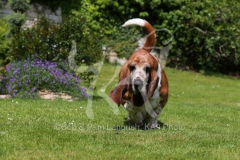 Basset Hound