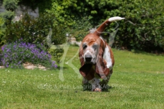 Basset Hound