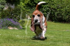 Basset Hound