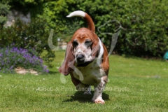 Basset Hound