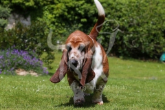 Basset Hound