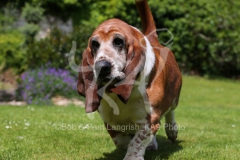 Basset Hound