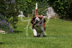 Basset Hound