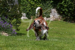 Basset Hound