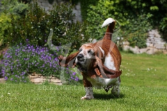 Basset Hound