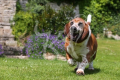 Basset Hound