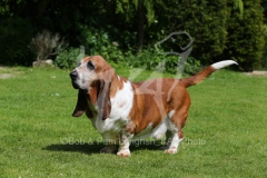 Basset Hound