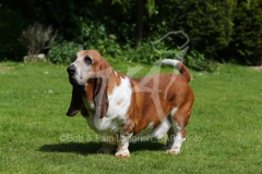 Basset Hound