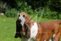 Basset Hound