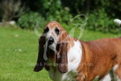 Basset Hound