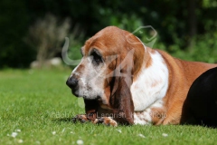 Basset Hound