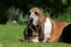 Basset Hound