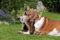 Basset Hound