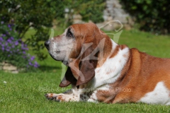 Basset Hound