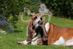 Basset Hound