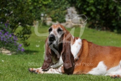 Basset Hound