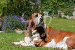 Basset Hound