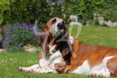 Basset Hound