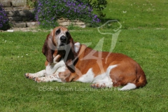 Basset Hound