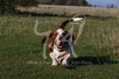 Basset Hound