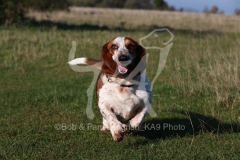 Basset Hound