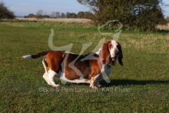 Basset Hound