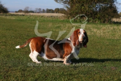 Basset Hound