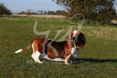 Basset Hound