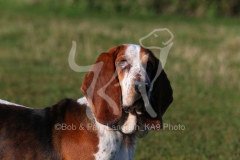 Basset Hound