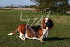 Basset Hound