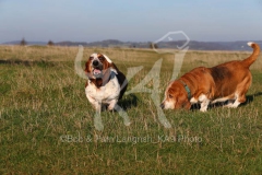 Basset Hound