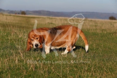 Basset Hound