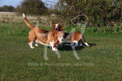 Basset Hound