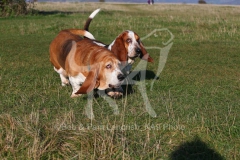 Basset Hound