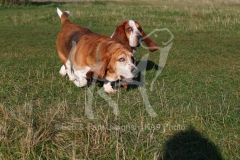 Basset Hound