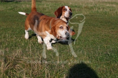 Basset Hound