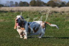 Basset Hound