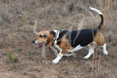 Basset Hound