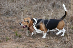 Basset Hound