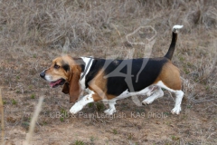 Basset Hound