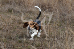 Basset Hound