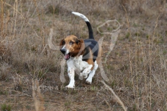 Basset Hound