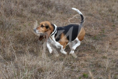 Basset Hound