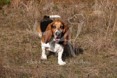 Basset Hound