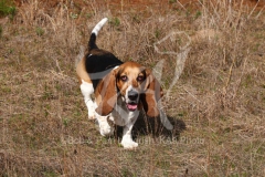 Basset Hound