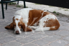 Basset Hound