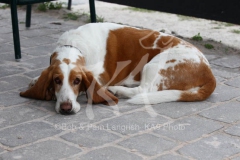 Basset Hound