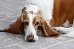 Basset Hound