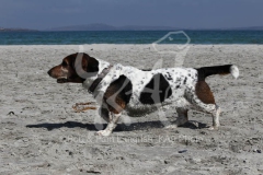 Basset Hound