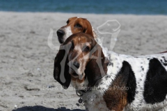 Basset Hound